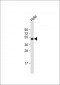 CEPT1 Antibody (N-term)